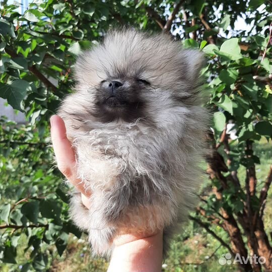 Щенок мальчик померанский шпиц