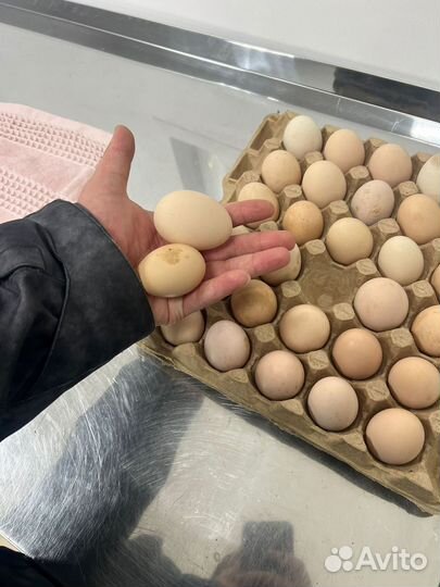 Яйцо домашнее