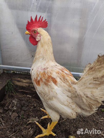 Куры молодки несушки