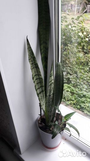 Сансевиерия