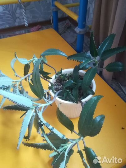 Каланхоэ лечебное