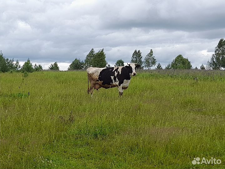 Продаю корову