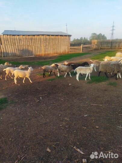 Бараны, ягнята, овцы