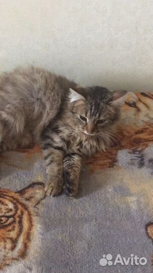 Очень ласковый котик