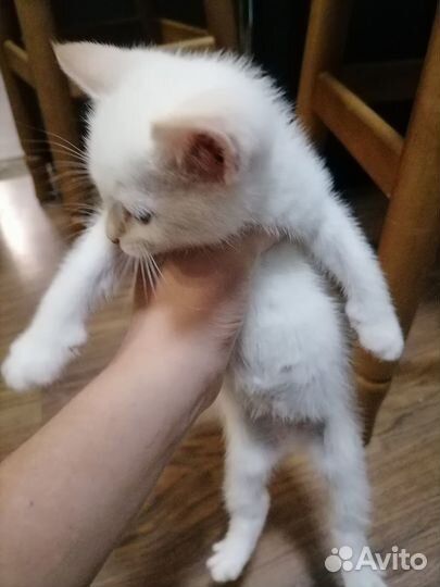 Белый котёнок красивый отдаём
