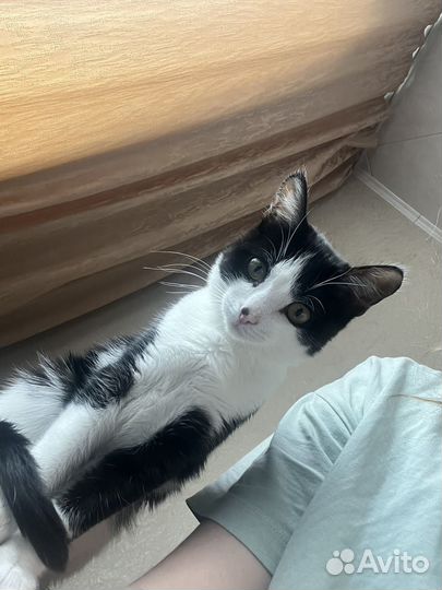 Отдам в добрые руки котенка