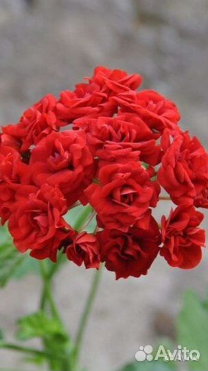 Сортовая герань, пеларгония Rosebud red