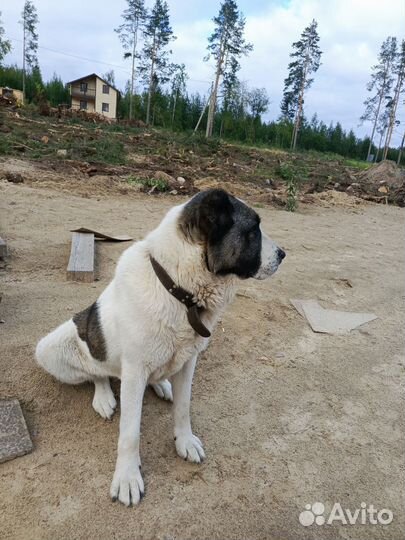 Алабай бесплатно