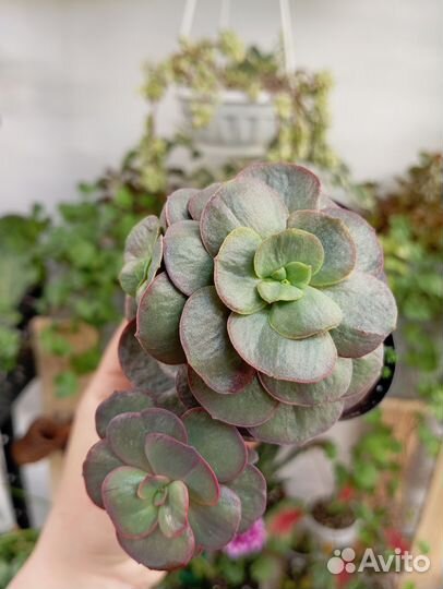 Флорариум суккуленты