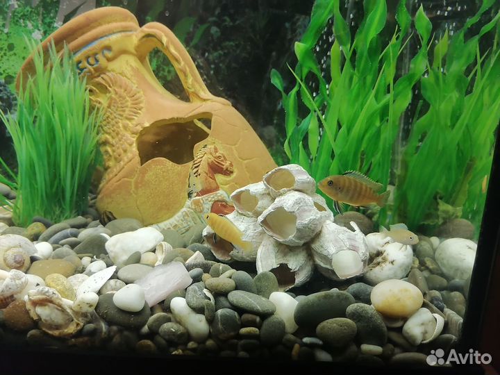 Цихлиды малыши