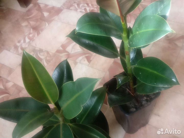 Фикус Мелани