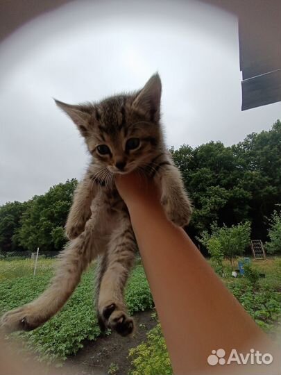 Коты и кошки