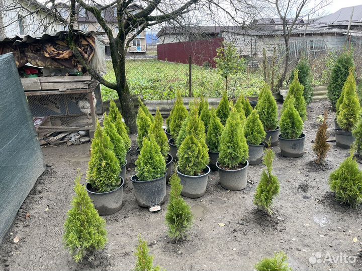 Туя смарагд