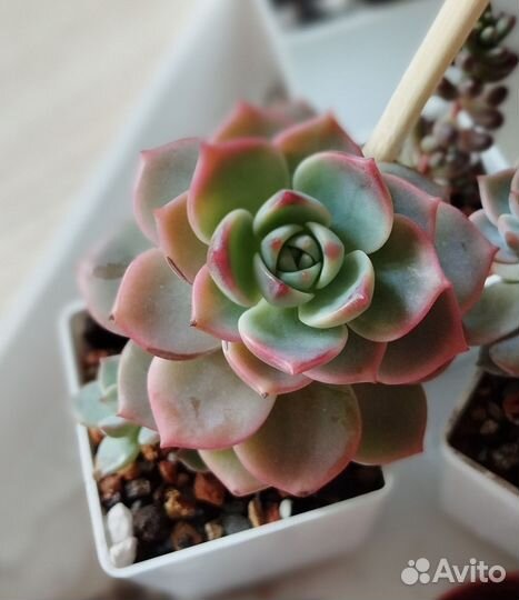 Редкие суккуленты