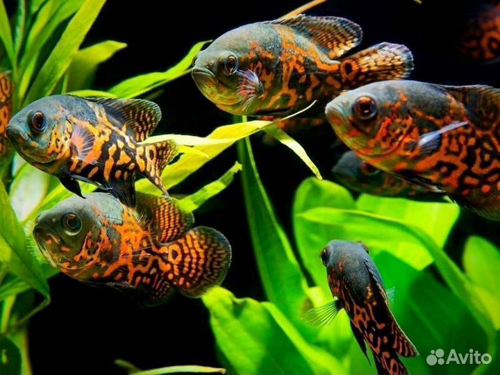 Аквариумные рыбы