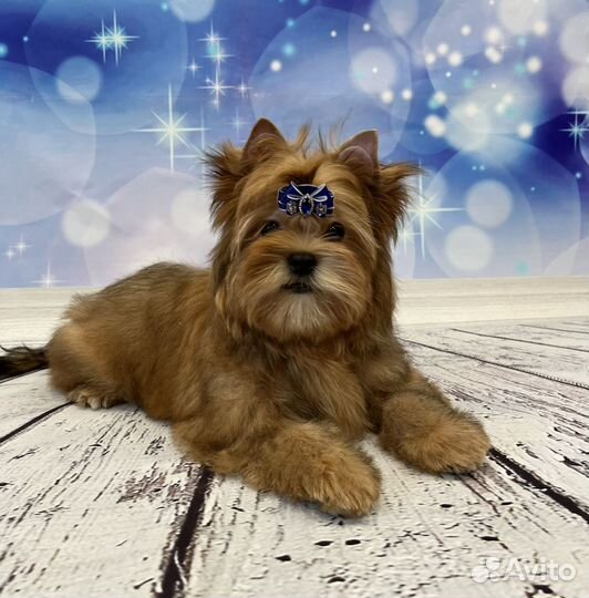 Русская салонная собака (русалка), золотой йорк