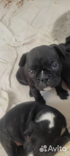 Продам щенят французский бульдог