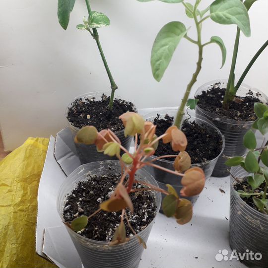 Укорененные отростки