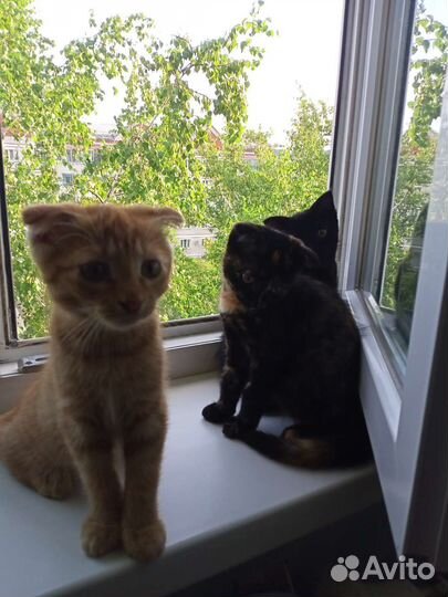 Отдам в добрые руки,два мальчика и рябая девочка