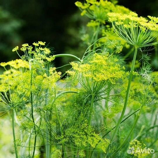 Семена укропа