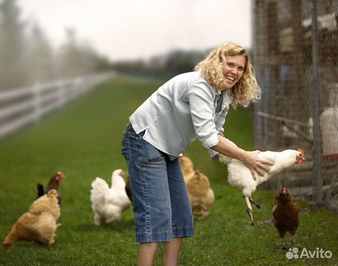 Куры несушки Легорн белая