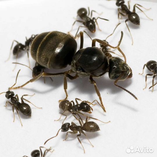 Муравьи lasius niger