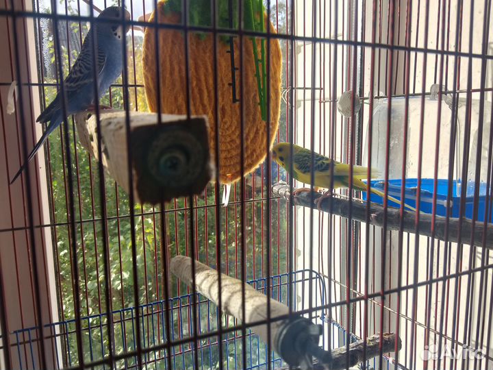 Волнистые попугайчики