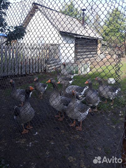 Гуси, курицы, индюки и петухи