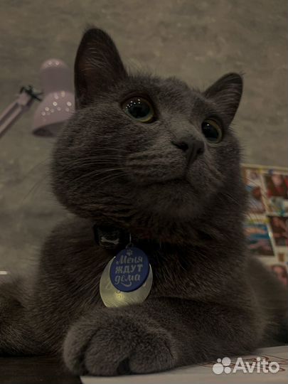 Отдам кота в добрые руки