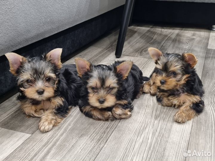 Йоркширский терьер