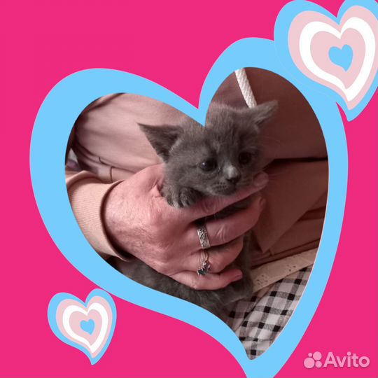 Котята в добрые руки бесплатно