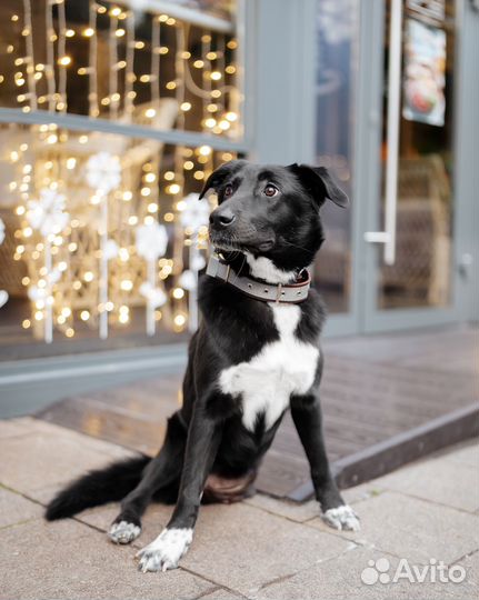 Чернышка метис лабрадора