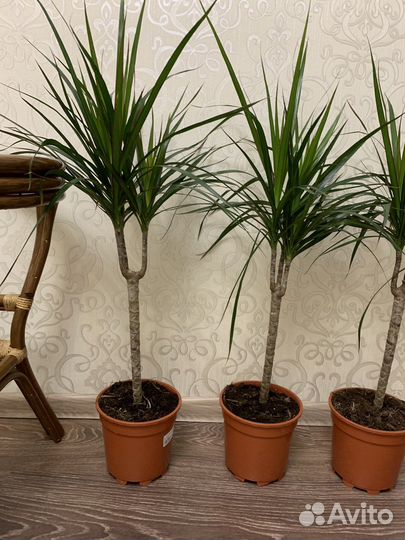 Пальма драцена