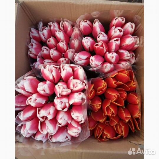 Свежие тюльпаны оптом к 8 марта
