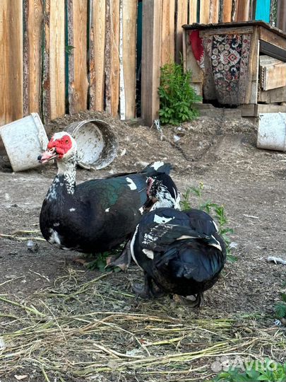 Селезень индоутки