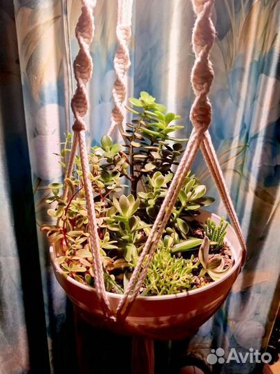 Кашпо с живыми растениями. Подарок на 8 марта