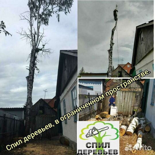 Спил деревьев