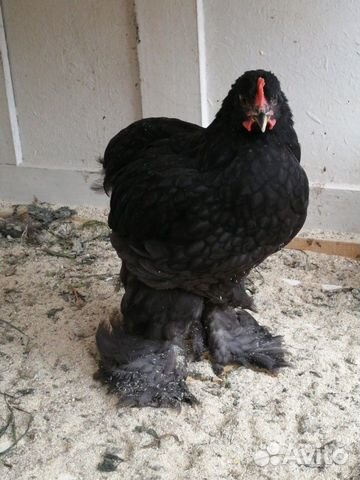 птица борисоглебск