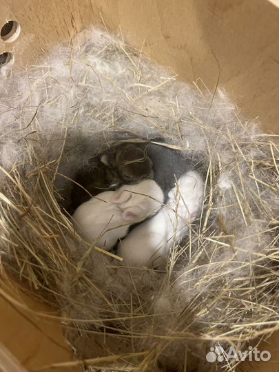 Карликовые, декоративные кролики