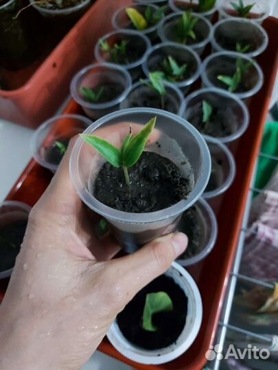 Замиокулькас