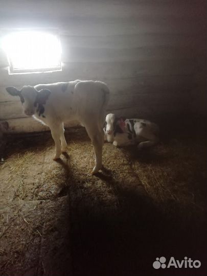 Телята бычки