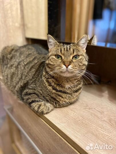 Кошка Марфуша