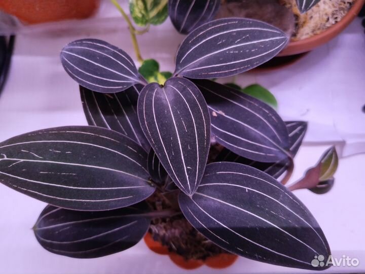 Лудизия- драгоценная орхидея. 6 отростков