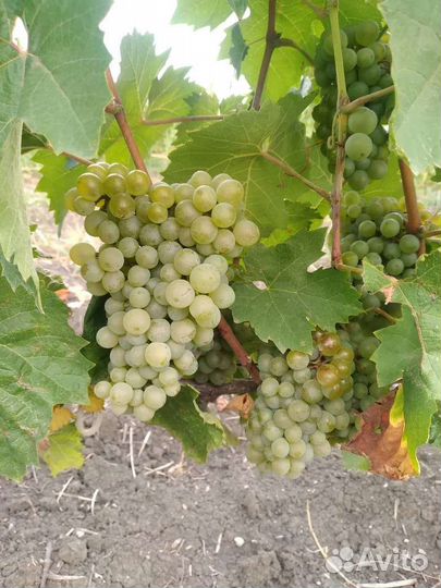 Виноград Шардоне