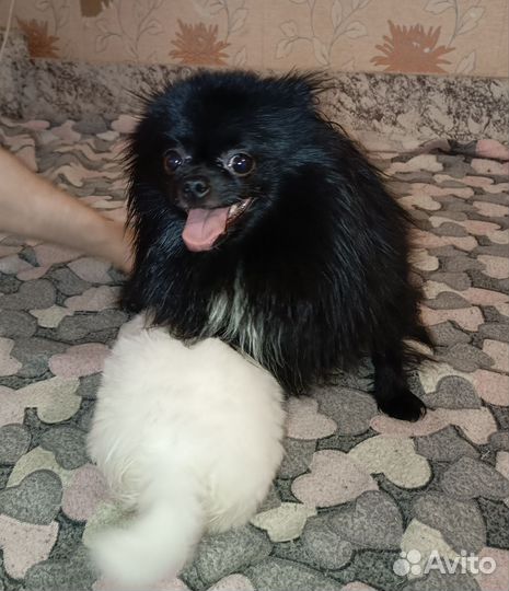 Щенки шпица