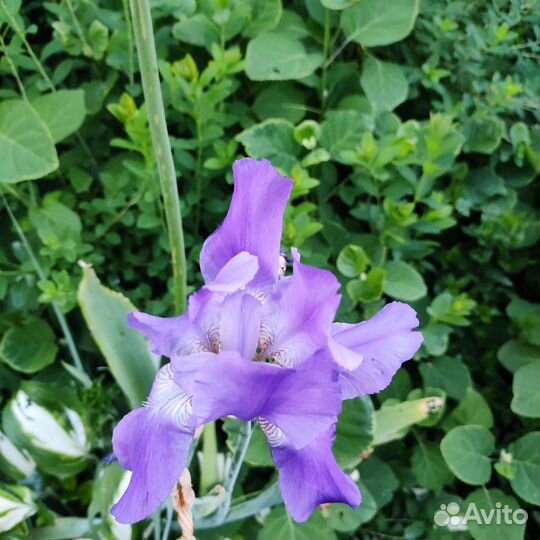 Ирисы цветы