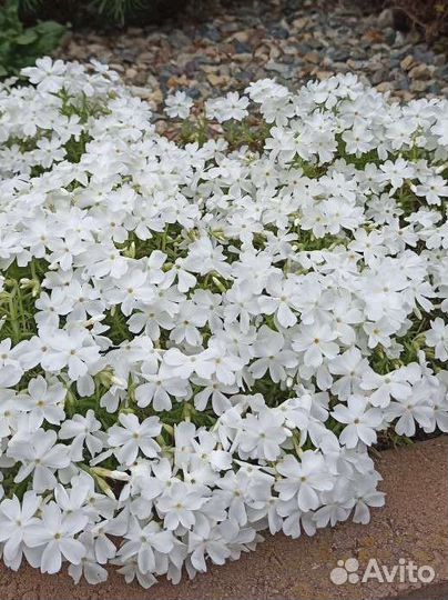 Почвопокровные растения - часть 1