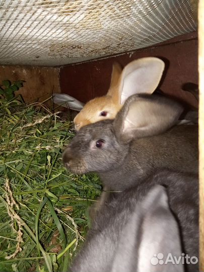 Кролики мясные