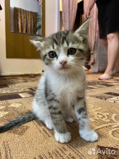 Котята мальчики в добрые руки