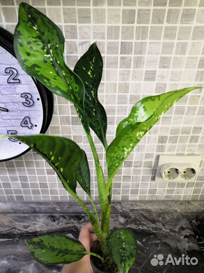 Диффенбахия шкура дракона и барракуда